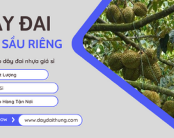 Dây đai nhựa cột cành sầu riêng Bình Phước