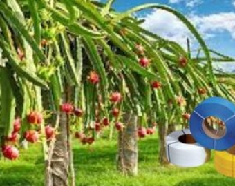 Dây đai nhựa cột Thanh Long