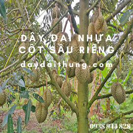 Dây đai nhựa cột sầu riêng